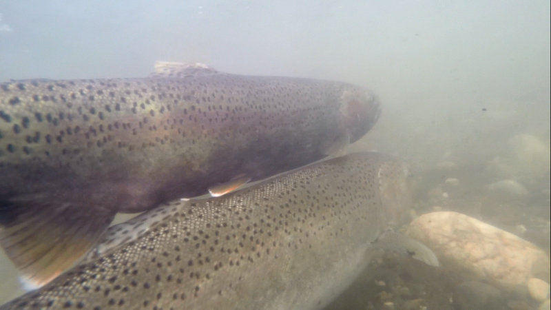 Signs of Spring: Steelhead Spawning - Lemhi Regional Land Trust